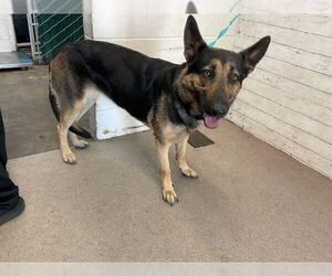 German Shepherd Dog Dogs for adoption in San Bernardino, CA, USA