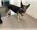 Small German Shepherd Dog
