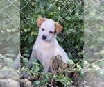 Puppy Puppy 6 Australian Cattle Dog