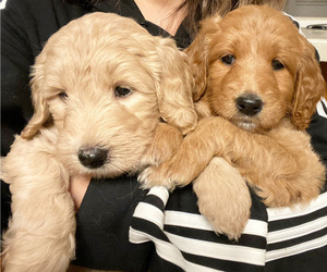 Goldendoodle Puppy for Sale in CARMICHAEL, California USA