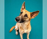 Small German Shepherd Dog