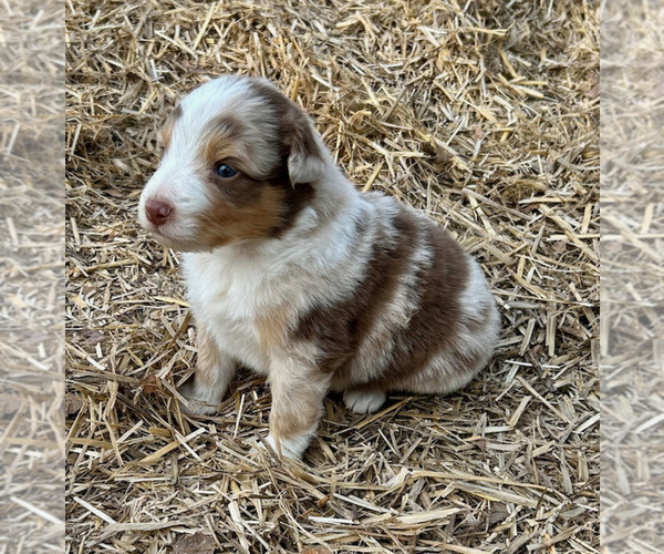 Medium Photo #42 Australian Shepherd Puppy For Sale in SMITHS GROVE, KY, USA