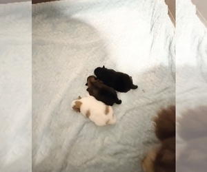 Pomeranian Puppy for sale in CHINO HILLS, CA, USA