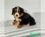 Puppy 5 Bernese Mountain Dog-Cavalier King Charles Spaniel Mix