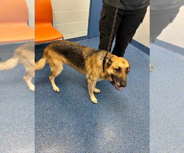 Medium Photo #3 German Shepherd Dog Puppy For Sale in Tarboro, NC, USA