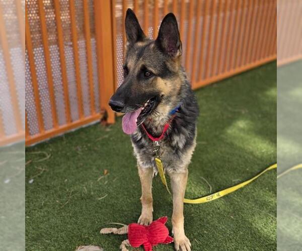 Medium Photo #1 German Shepherd Dog-Unknown Mix Puppy For Sale in Las Vegas, NV, USA