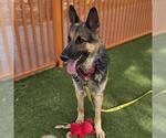 Small German Shepherd Dog Mix