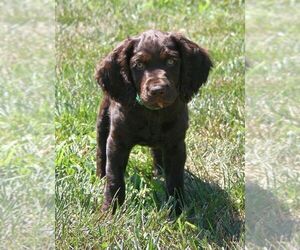 Boykin Spaniel Puppy for sale in MILLSTADT, IL, USA