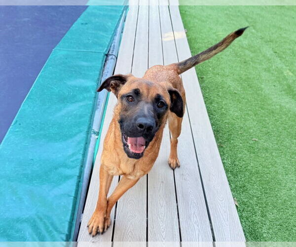 Medium Photo #6 Rottweiler-Unknown Mix Puppy For Sale in Woodland Hills, CA, USA