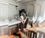 Small Photo #1 American Bully-American Pit Bull Terrier Mix Puppy For Sale in PENSACOLA, FL, USA
