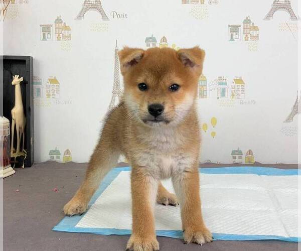 Medium Photo #3 Shiba Inu Puppy For Sale in SAN JOSE, CA, USA