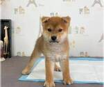 Small Photo #3 Shiba Inu Puppy For Sale in SAN JOSE, CA, USA