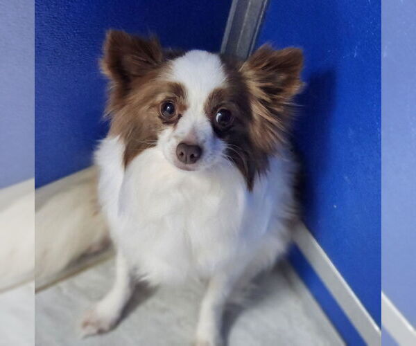 Medium Photo #2 Chihuahua Puppy For Sale in Walnutport, PA, USA