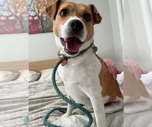 Jack Russell Terrier-Unknown Mix Dogs for adoption in Salt Lake City, UT, USA