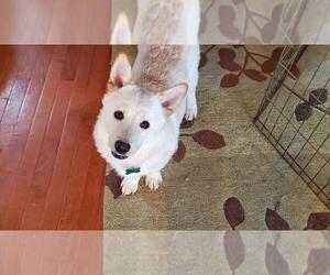 Aiden - Male Mutt Dog for Adoption - Photo #4
