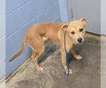 Small #5 Labrador Retriever Mix