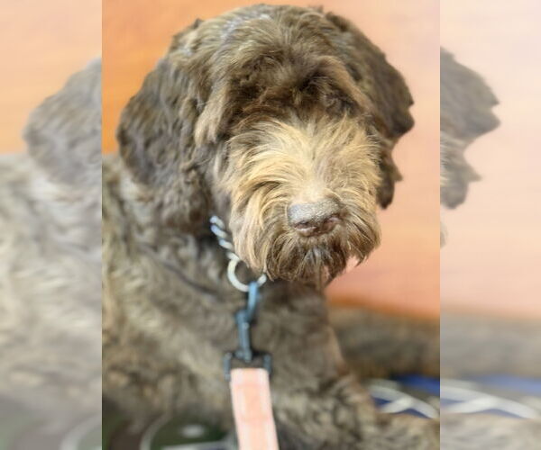 Medium Photo #9 Labrador Retriever-Unknown Mix Puppy For Sale in Valrico, FL, USA