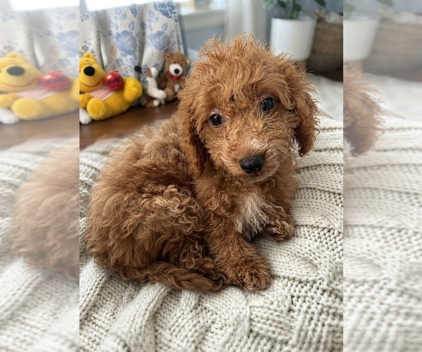 Medium Photo #6 Havapoo Puppy For Sale in DURHAM, CT, USA