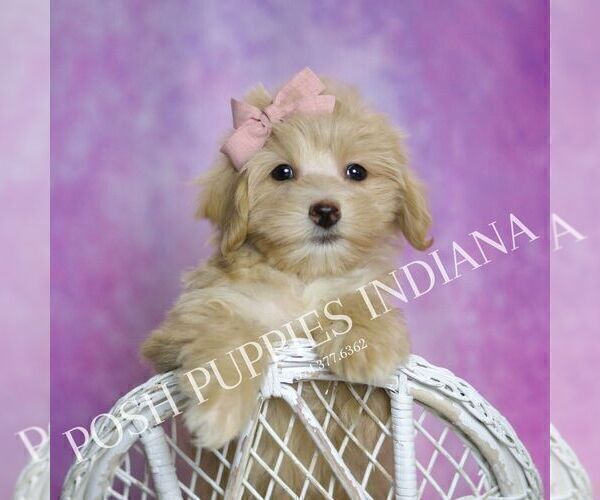 Medium Photo #37 Maltipoo (Miniature) Puppy For Sale in WARSAW, IN, USA