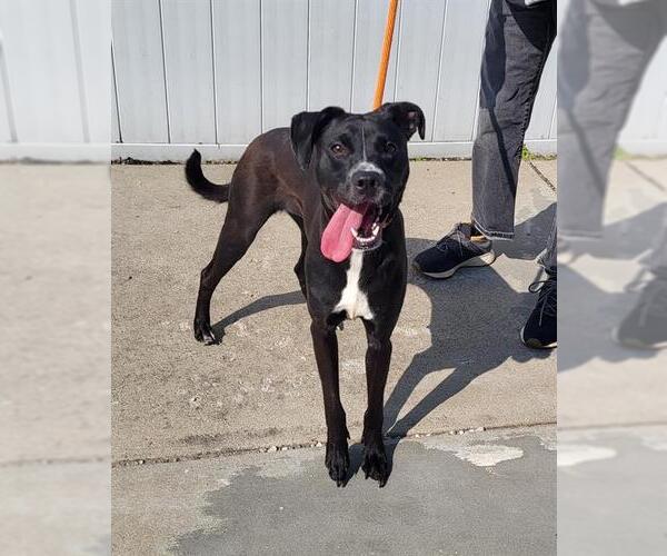 Medium Photo #1 Boxer-Unknown Mix Puppy For Sale in Louisville, KY, USA