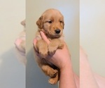 Small Photo #10 Golden Retriever Puppy For Sale in SALISBURY, NC, USA