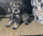 Puppy Kya Schnauzer (Miniature)