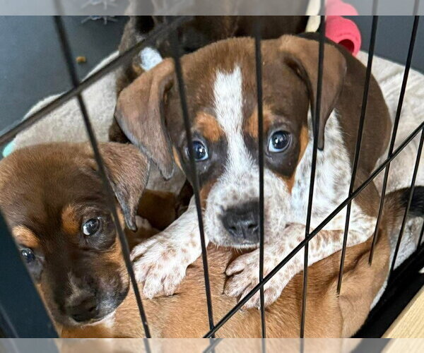 Medium Photo #4 Beagle-Unknown Mix Puppy For Sale in Aurora, IN, USA