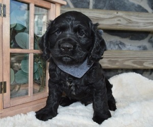 Cocker Spaniel Puppy for sale in HONEY BROOK, PA, USA