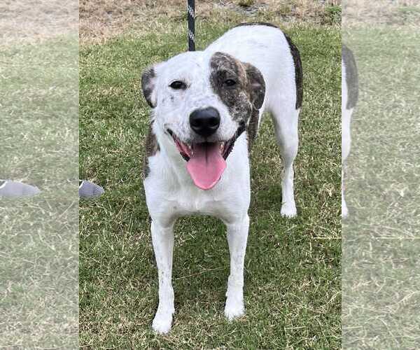 Medium Photo #6 Pointer-Unknown Mix Puppy For Sale in Crandall, GA, USA