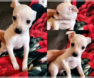 Chihuahua Puppy for sale in RICHMOND, CA, USA
