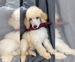 Poodle (Standard) Puppy for sale in LAFAYETTE, LA, USA