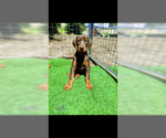 Small Photo #13 Doberman Pinscher Puppy For Sale in PASO ROBLES, CA, USA