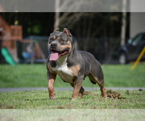 Mother of the American Bully puppies born on 08/27/2019