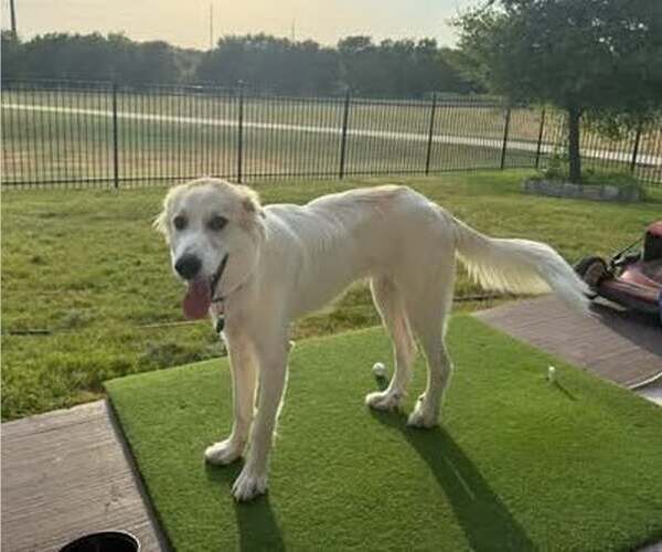 Medium Photo #3 Great Pyrenees-Unknown Mix Puppy For Sale in Dallas, TX, USA