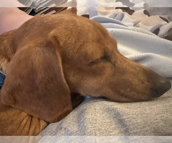 Medium Photo #7 Dachshund Puppy For Sale in Forest, VA, USA