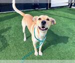 Small #1 Labrador Retriever