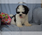 Puppy Kelp Shih Tzu