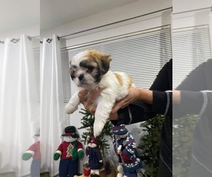Shih Tzu Puppy for sale in CHULA VISTA, CA, USA