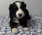Puppy Puppy 1 Miniature Australian Shepherd