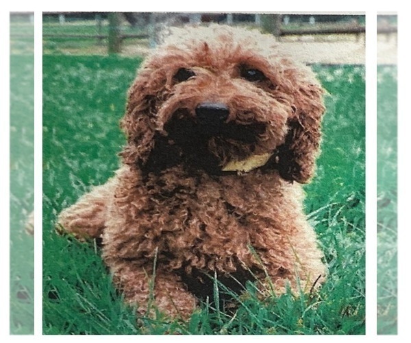 Medium Photo #1 Aussiedoodle Miniature  Puppy For Sale in ACWORTH, GA, USA