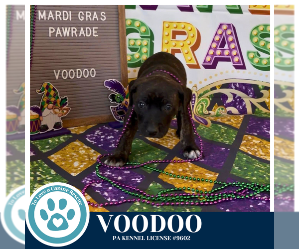 Medium Photo #3 Black Mouth Cur-Unknown Mix Puppy For Sale in Kimberton, PA, USA