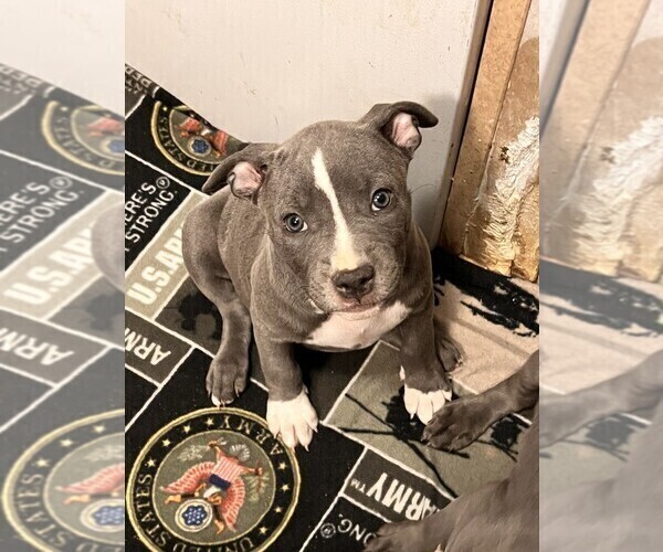 Medium Photo #13 American Bully-American Staffordshire Terrier Mix Puppy For Sale in BENNETT, CO, USA