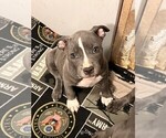 Small #12 American Bully-American Staffordshire Terrier Mix