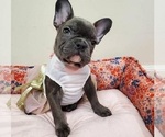 Small Photo #1 American Bullnese-French Bulldog Mix Puppy For Sale in DECATUR, GA, USA