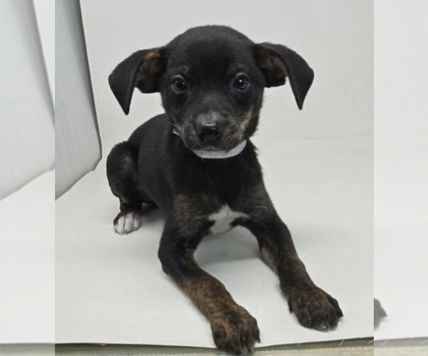 Medium Photo #2 Chihuahua-Unknown Mix Puppy For Sale in Brewster, NY, USA