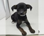 Small #1 Chihuahua Mix