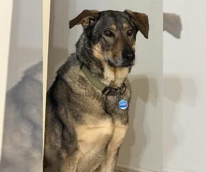 German Shepherd Dog Dogs for adoption in Camarillo, CA, USA