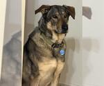 HANK - Male German Shepherd Dog Dog for Adoption - Small photo