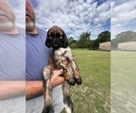 Puppy Hazel Afghan Hound