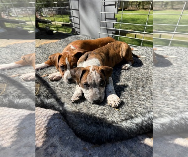 Medium Photo #2 Boxer-Unknown Mix Puppy For Sale in Calhoun, GA, USA